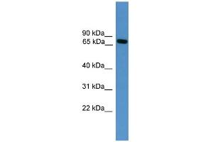 WB Suggested Anti-Masp2 Antibody Titration:  0. (MASP2 抗体  (Middle Region))