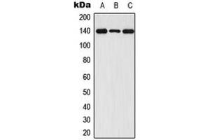 Western blot analysis of FGFR1 (pY654) expression in HEK293T (A), Raw264. (FGFR1 抗体  (C-Term, pTyr654))