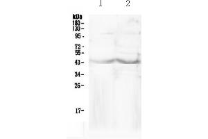 Western blot analysis of CHI3L1 using anti-CHI3L1 antibody .
