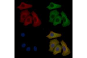 RXFP1 Mouse Monoclonal Antibody staining Hela cells by IF/ICC. (RXFP1 抗体  (Internal Region))