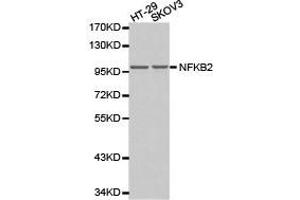 Western Blotting (WB) image for anti-Nuclear Factor of kappa Light Polypeptide Gene Enhancer in B-Cells 2 (NFKB2) antibody (ABIN1873900) (NFKB2 抗体)