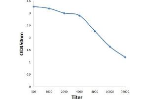 Antigen: 0. (MST1R 抗体  (pTyr1238))