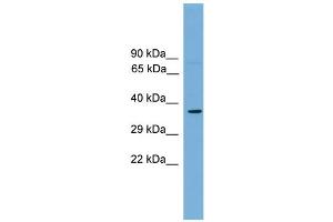 WB Suggested Anti-Mafa Antibody Titration:  0. (MAFA 抗体  (Middle Region))