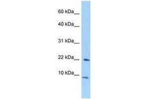 Image no. 1 for anti-Transcription Elongation Factor A (SII)-Like 7 (TCEAL7) (AA 40-89) antibody (ABIN6748043) (TCEAL7 抗体  (AA 40-89))