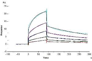 Surface Plasmon Resonance (SPR) image for Poliovirus Receptor-Related 4 (PVRL4) (AA 32-349) protein (Fc Tag) (ABIN7275306)
