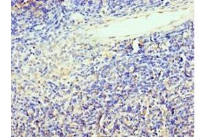 Immunohistochemistry of paraffin-embedded human thymus tissue using ABIN7172449 at dilution of 1:100 (TCF12 抗体  (AA 443-682))