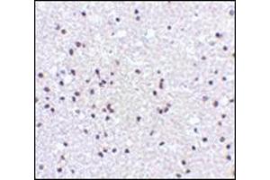 Immunohistochemistry of NPAS3 in human brain tissue with this product at 5 μg/ml. (NPAS3 抗体  (N-Term))