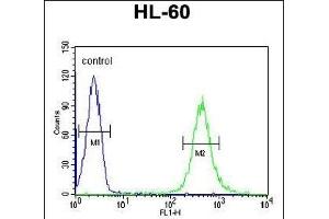HOXA3 Antibody (C-term) (ABIN653846 and ABIN2843109) flow cytometric analysis of HL-60 cells (right histogram) compared to a negative control cell (left histogram). (HOXA3 抗体  (C-Term))