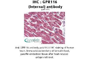 Image no. 2 for anti-G Protein-Coupled Receptor 116 (GPR116) (Internal Region) antibody (ABIN1734908) (G Protein-Coupled Receptor 116 抗体  (Internal Region))