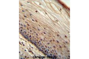 WIBG antibody (N-term) immunohistochemistry analysis in formalin fixed and paraffin embedded human cervical tissue followed by peroxidase conjugation of the secondary antibody and DAB staining. (PYM 抗体  (N-Term))