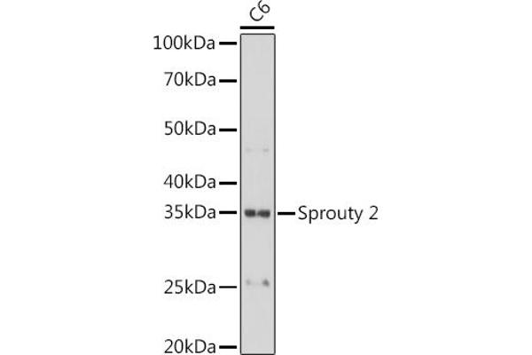 SPRY2 抗体