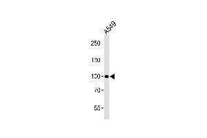 Western blot analysis of lysate from A549 cell line, using CHSY3 Antibody (Center) (ABIN6243111 and ABIN6577848). (CHSY3 抗体  (AA 295-329))