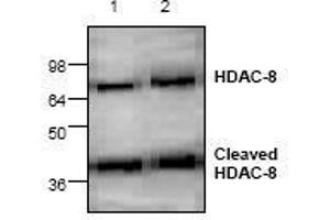 Image no. 1 for anti-Histone Deacetylase 8 (HDAC8) antibody (ABIN127246) (HDAC8 抗体)