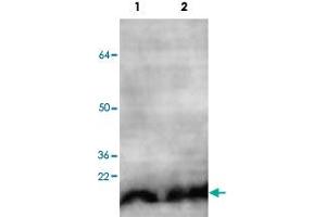 Western blot analysis of HeLa (Lane 1) and HEK293 (Lane 2) cell lysate with NUDT1 polyclonal antibody  at 1 : 500 dilution. (NUDT1 抗体  (C-Term))