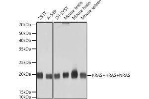 Western blot analysis of extracts of various cell lines, using KRAS+HRAS+NRAS Rabbit mAb (ABIN7267531) at 1:1000 dilution. (GTPase NRas 抗体)