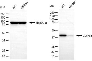 Western blotting analysis using COPS3 antibody (ABIN7798150). (COPS3 抗体)