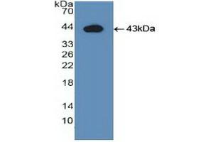 Detection of Recombinant IDO, Human using Polyclonal Antibody to Indoleamine-2,3-Dioxygenase (IDO) (IDO 抗体  (AA 2-403))