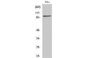 Western Blotting (WB) image for anti-Cullin 1 (CUL1) (C-Term) antibody (ABIN3174603) (Cullin 1 抗体  (C-Term))