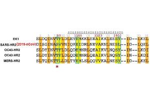 Image no. 2 for Coronavirus Spike Glycoprotein (CoV S) peptide (Cy5) (ABIN6952489) (Coronavirus Spike Glycoprotein (CoV S) peptide (Cy5))