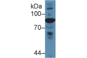 Western Blot; Sample: Gallus Serum; Primary Ab: 5µg/ml Rabbit Anti-Gallus C4 Antibody Second Ab: 0. (Complement C4 抗体  (AA 1428-1660))