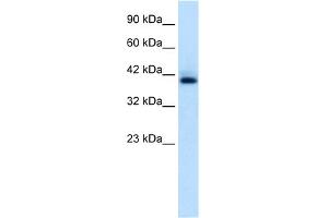 WB Suggested Anti-HEXIM1 Antibody Titration:  0. (HEXIM1 抗体  (C-Term))