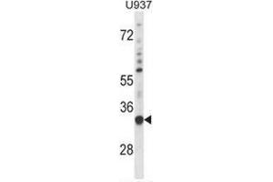 Western blot analysis in U937 cell line lysates (35ug/lane) using  Sorting nexin-15 (SNX15) Antibody . (SNX15 抗体  (C-Term))