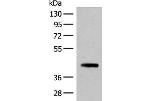 Western blot analysis of 293T cell lysate using SMS Polyclonal Antibody at dilution of 1:500 (SMS 抗体)