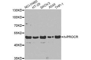 Western blot analysis of extracts of various cell lines, using PROCR antibody. (PROCR 抗体  (AA 19-209))