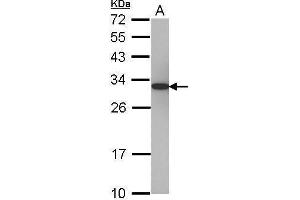 WB Image Sample (30 ug of whole cell lysate) A: 293T 12% SDS PAGE antibody diluted at 1:5000 (PSME1 抗体)