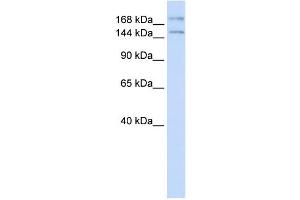 Western Blotting (WB) image for anti-Intraflagellar Transport 140 Homolog (IFT140) antibody (ABIN2458255) (IFT140 抗体)