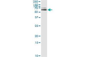 Immunoprecipitation of ALB transfected lysate using anti-ALB monoclonal antibody and Protein A Magnetic Bead , and immunoblotted with ALB MaxPab rabbit polyclonal antibody. (Albumin 抗体  (AA 19-609))