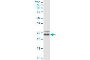 Immunoprecipitation of TFAM transfected lysate using anti-TFAM MaxPab rabbit polyclonal antibody and Protein A Magnetic Bead , and immunoblotted with TFAM purified MaxPab mouse polyclonal antibody (B01P) . (TFAM 抗体  (AA 1-246))