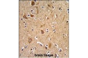 Formalin-fixed and paraffin-embedded human brain tissue reacted with CD49f Antibody (C-term), which was peroxidase-conjugated to the secondary antibody, followed by DAB staining. (ITGA6 抗体  (C-Term))