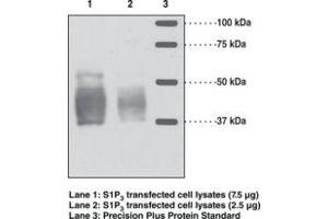 Image no. 1 for anti-Sphingosine-1-Phosphate Receptor 3 (S1PR3) antibody (ABIN2451762)