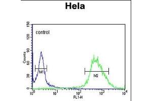 C Antibody (C-term) (ABIN650955 and ABIN2840009) flow cytometric analysis of Hela cells (right histogram) compared to a negative control cell (left histogram). (C16ORF54 抗体  (C-Term))