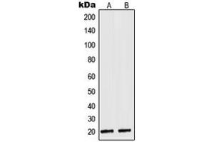 Western Blotting (WB) image for anti-NADH Dehydrogenase (Ubiquinone) 1 alpha Subcomplex, 8, 19kDa (NDUFA8) (Center) antibody (ABIN7296392)