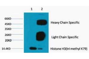 Immunoprecipitation (IP) analysis: 1) Input: Hela Cell Lysate 2) IP product: IP dilute 1:200 (Histone 3 抗体  (H3K79me3))