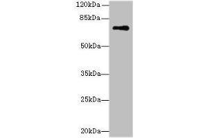 Western blot All lanes: GLS antibody at 5 μg/mL + Mouse brain tissue Secondary Goat polyclonal to rabbit IgG at 1/10000 dilution Predicted band size: 74, 18, 66 kDa Observed band size: 74 kDa (Glutaminase 抗体  (AA 616-669))
