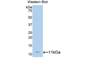 Western Blotting (WB) image for anti-Heterogeneous Nuclear Ribonucleoprotein A2/B1 (HNRNPA2B1) (AA 21-103) antibody (ABIN1172771) (HNRNPA2B1 抗体  (AA 21-103))