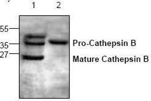 Image no. 1 for anti-Cathepsin B (CTSB) antibody (ABIN127046) (Cathepsin B 抗体)