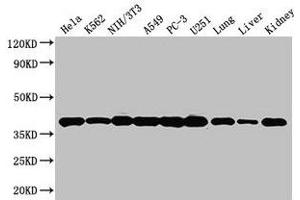 Western Blot Positive WB detected in: Hela whole cell lysate, K562 whole cell lysate, NIH/3T3 whole cell lysate, A549 whole cell lysate, PC-3 whole cell lysate, U251 whole cell lysate, Mouse lung tissue, Mouse liver tissue, Mouse kidney tissue All lanes: ANXA2 antibody at 3 μg/mL Secondary Goat polyclonal to rabbit IgG at 1/50000 dilution Predicted band size: 39, 41 kDa Observed band size: 39 kDa (Annexin A2 抗体  (AA 2-339))