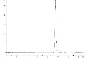 The purity of Mouse ANXA1 is greater than 95 % as determined by SEC-HPLC.