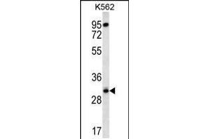 Western blot analysis in K562 cell line lysates (35ug/lane). (RPS4Y1 抗体  (AA 76-105))