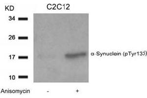 Image no. 2 for anti-Synuclein, alpha (SNCA) (pTyr133) antibody (ABIN401575) (SNCA 抗体  (pTyr133))