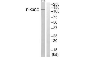 Western Blotting (WB) image for anti-Phosphoinositide-3-Kinase, Catalytic, gamma Polypeptide (PIK3CG) (Internal Region) antibody (ABIN1852676)