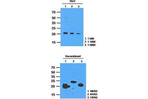 Western Blotting (WB) image for anti-GTPase NRas (NRAS) antibody (ABIN781534) (GTPase NRas 抗体)