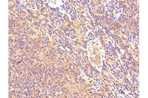 IHC image of ABIN7146551 diluted at 1:500 and staining in paraffin-embedded human lymph node tissue performed on a Leica BondTM system. (Calpastatin 抗体  (AA 1-667))