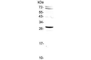 Western blot testing of human HeLa cell lysate with SIX6 antibody at 0. (SIX Homeobox 6 抗体)