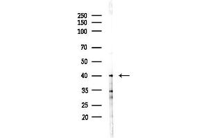 Western blot analysis of lysates from RAW264.