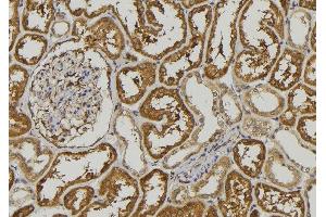 ABIN6278524 at 1/100 staining Mouse kidney tissue by IHC-P. (SEMA3A 抗体  (C-Term))